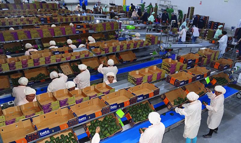 Complejo Agroindustrial Beta inauguró moderna planta empacadora de paltas en Olmos