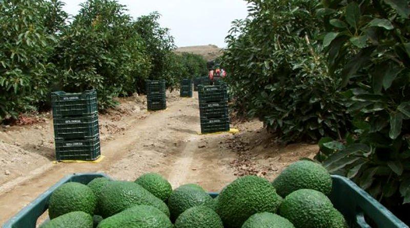 Complejo Agroindustrial Beta proyecta exportar 11.200 toneladas de palta este año