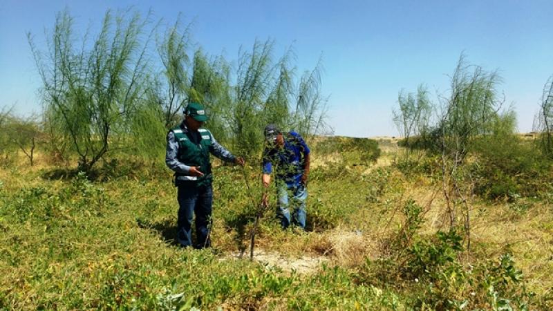 Comuneros de Catacaos protegen más de 10 mil árboles que brotaron con lluvias del Niño Costero