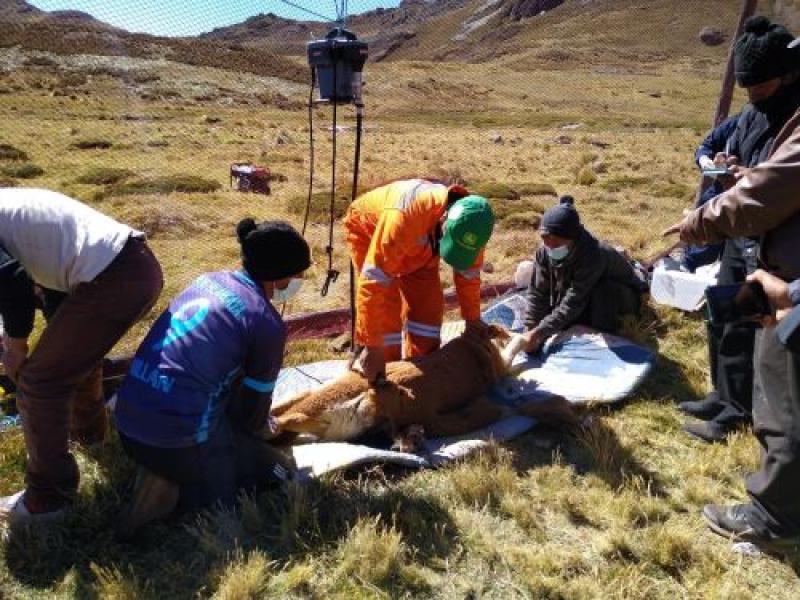Comuneros de Marancocha reanudan la esquila de vicuñas con nuevo protocolo