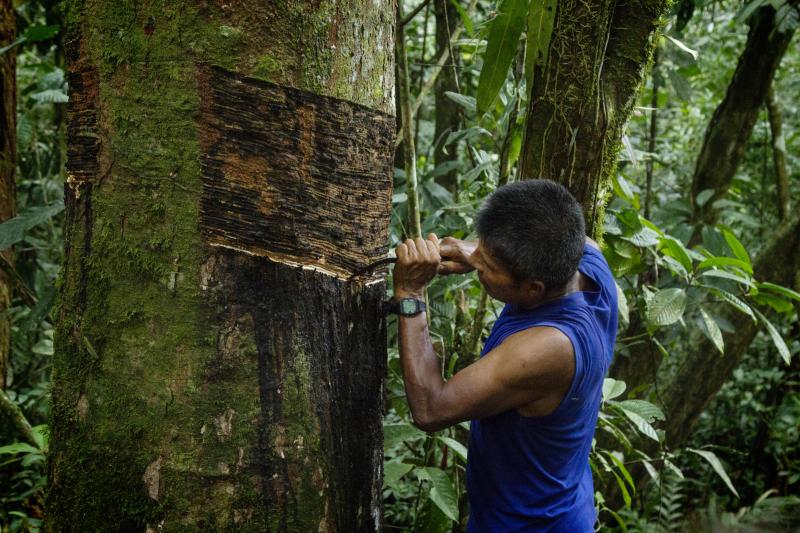 Comunidades indígenas de Amazonas producen láminas de shiringa para la industria del calzado