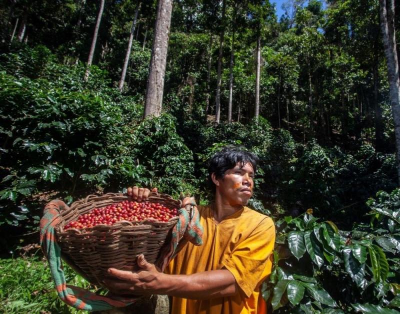 Comunidades indígenas de Junín producen café sin deforestar