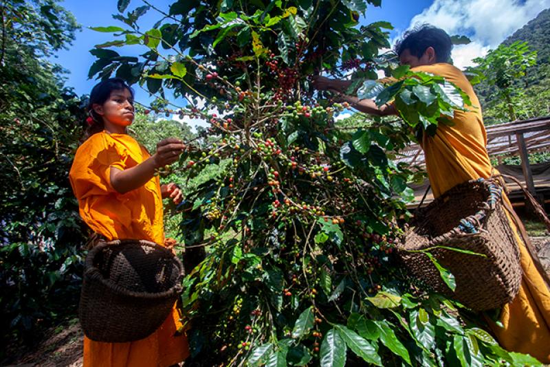 Comunidades nativas de Junín producen café especial bajo sombra en armonía con el ecosistema