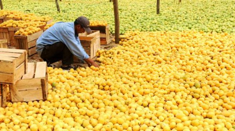 Con su ingreso a China, mangueros ecuatorianos esperan un 2017 de grandes resultados