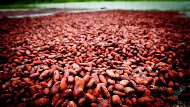 Conectan la oferta de cacao peruano con compradores internacionales en FICACAO 2026