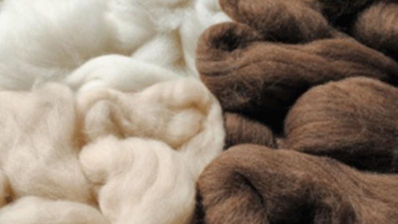 Congreso aprueba promover implementación de plantas de transformación de fibra de camélidos sudamericanos y ovinos