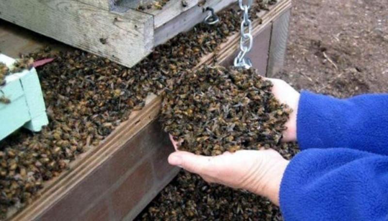 Conmoción en Argentina por la súbita muerte de 72 millones de abejas