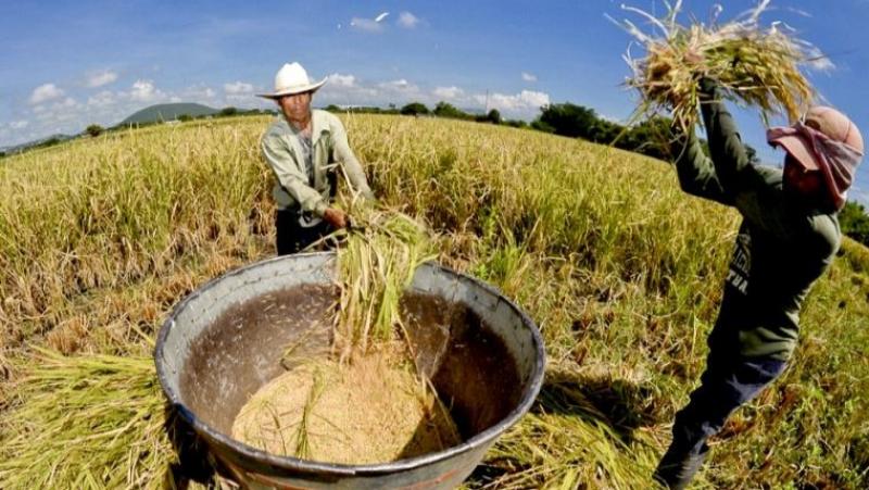 Conozca los lineamientos para la adquisición y distribución extraordinaria del arroz