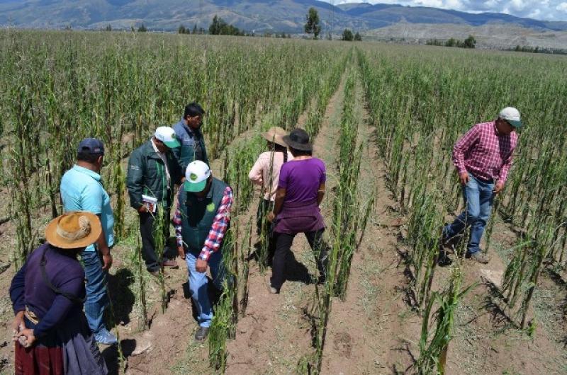 CONSEJO REGIONAL DECLARA EN SITUACIÓN DE EMERGENCIA EL AGRO EN JUNÍN