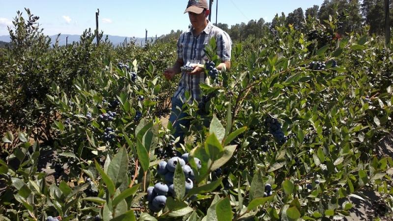 CONSIDERACIONES PARA EL ACONDICIONAMIENTO DE ARÁNDANOS EN EL PERÚ