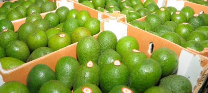 Consorcio de Productores de Frutas espera duplicar valor de envíos a Asia