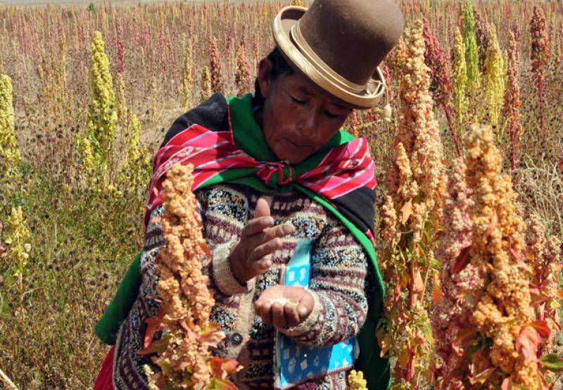 Consumo de granos andinos en Perú alcanza los dos kilos por persona al año