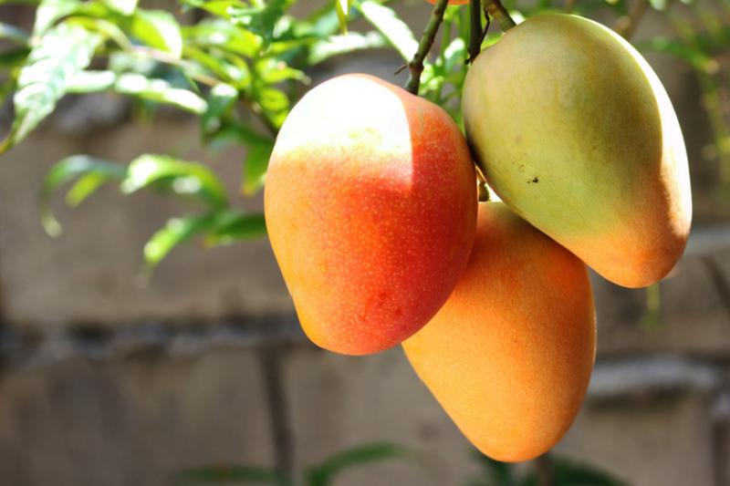 Consumo de mango en Estados Unidos crecería 5% o más este año