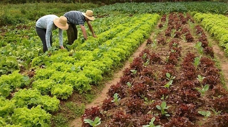 Conveagro rechaza dictamen de nueva ley agraria aprobado por la Comisión Agraria del Congreso