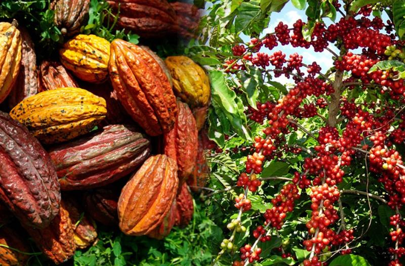 Convención Nacional del Café y Cacao abordará la nueva normalidad del café y cacao en el Perú, así como sus retos y oportunidades