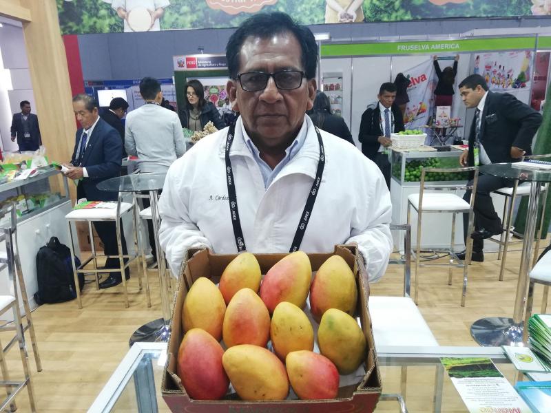 Coopafape exportará entre 40 y 45 contenedores de mango Kent en la campaña 2019/2020