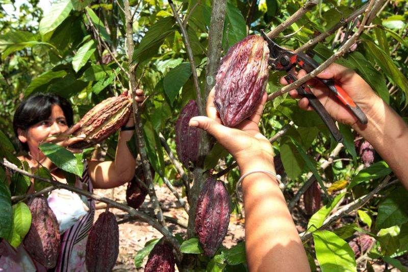Cooperación belga apoya la certificación orgánica de más de 30 asociaciones de productores de cacao
