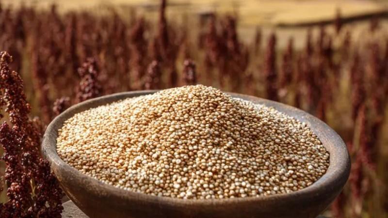 Cooperativa Agraria Coopsur de Apurímac participará por primera vez en Expoalimentaria con su quinua orgánica