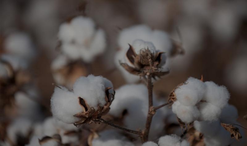 Cooperativa de Catacaos embarca algodón Pima a Europa
