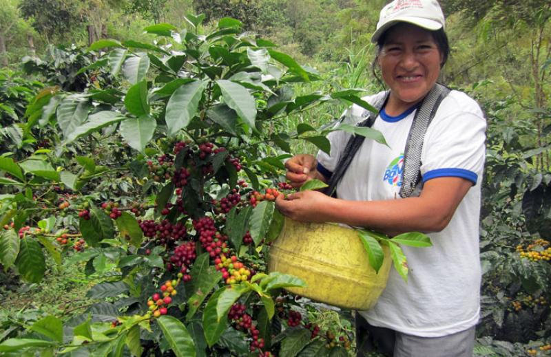 Cooperativa Norandino desarrolla proyecto de reforestación y renovación de café en los Páramos Andinos