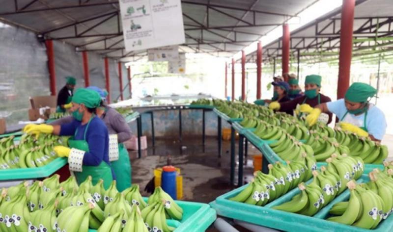 Corea del Sur y Estados Unidos entre los países donde mayor precio tiene el plátano