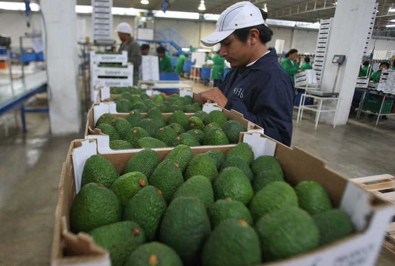 Corea del Sur y Tailandia aprueban ingreso de palta Hass de Perú