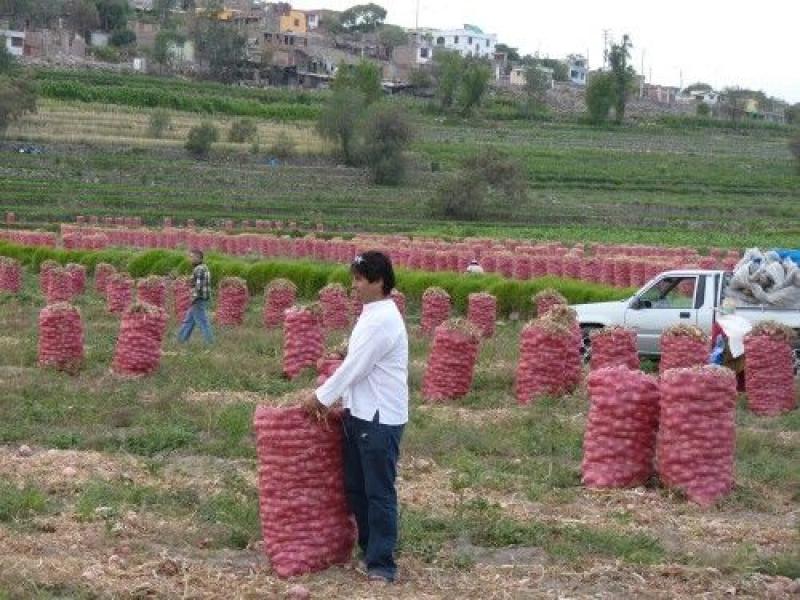 Cosecha abundante y precios bajos caracterizan el mercado de la cebolla en Perú