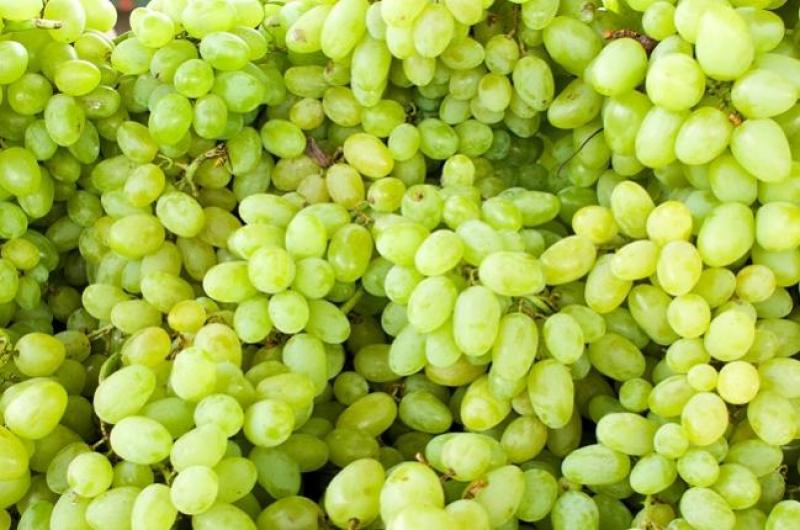 Cosecha de uvas peruanas de T&G se destina a Europa