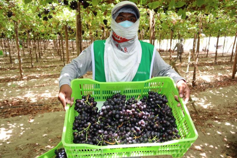 Costa norte de Perú ya cosechó el 90% de uvas de la campaña 2022/2023