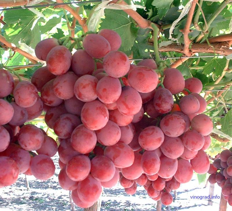 CPF potenciará ingreso a Asia con envíos de uva