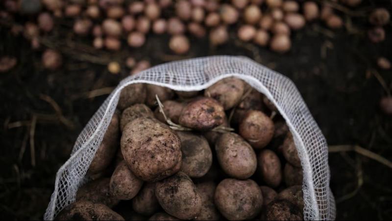 Crean Grupo de Trabajo para hacer frente al Candidatus Liberibacter solanacearum