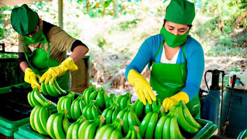 Crean “Mesa de Trabajo para promover el trabajo decente y abordar la formalización laboral en las cadenas de suministro de la actividad agrícola de exportación”