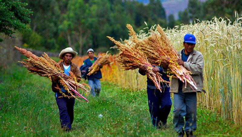Crearán escuelas de campo para impulsar producción de quinua en Ayacucho