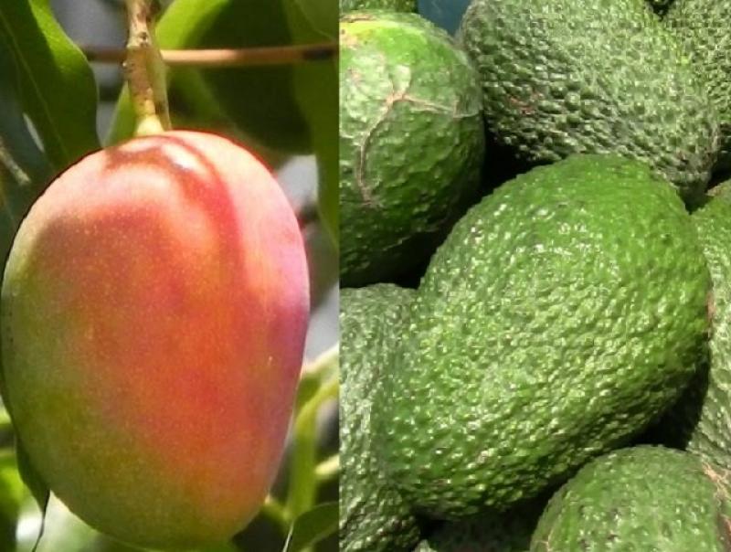 Crece demanda por frutas peruanas en Chile