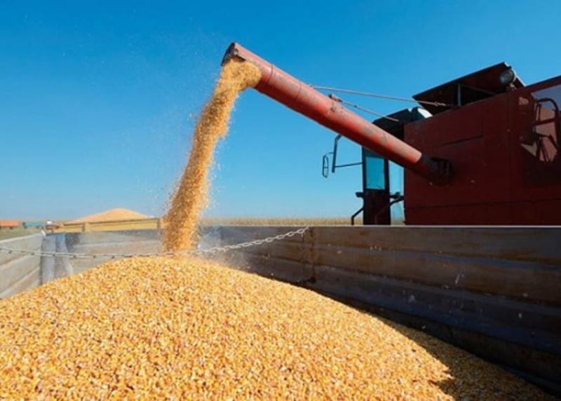 Crece dependencia por maíz amarillo importado: se tendrá que buscar nuevos proveedores