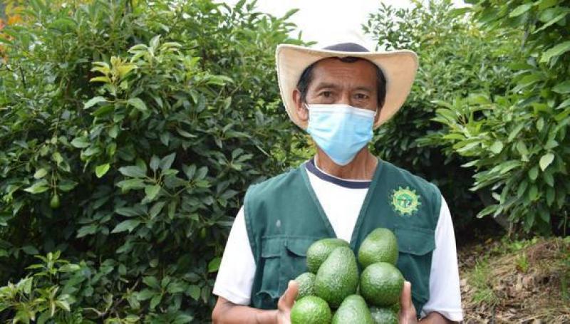 Crece interés por cultivar palta Hass en la sierra debido a mayores precios de venta