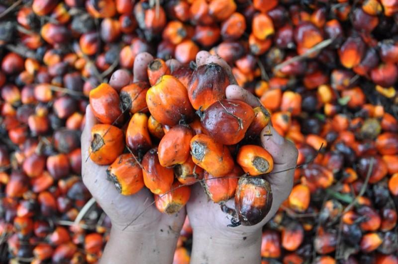 Crece la exportación de aceite de palma refinada