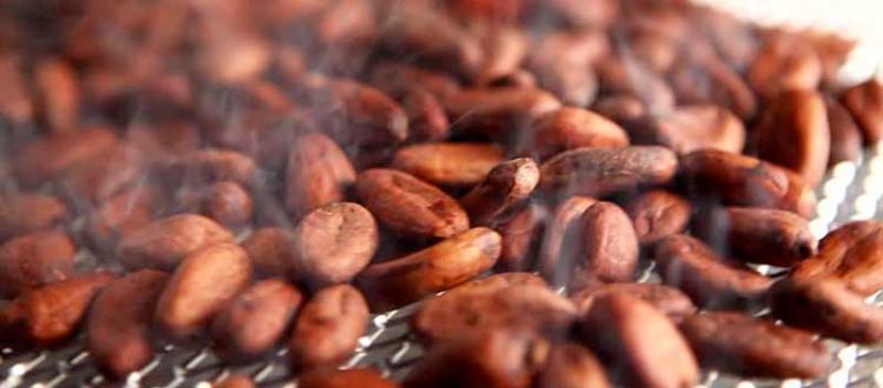 Crece la exportación de cacao en grano tostado