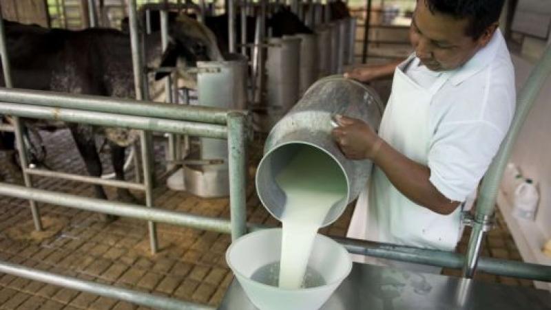 Crece la producción de leche en Puno y Cusco, ahora el reto es estandarizar una industria láctea