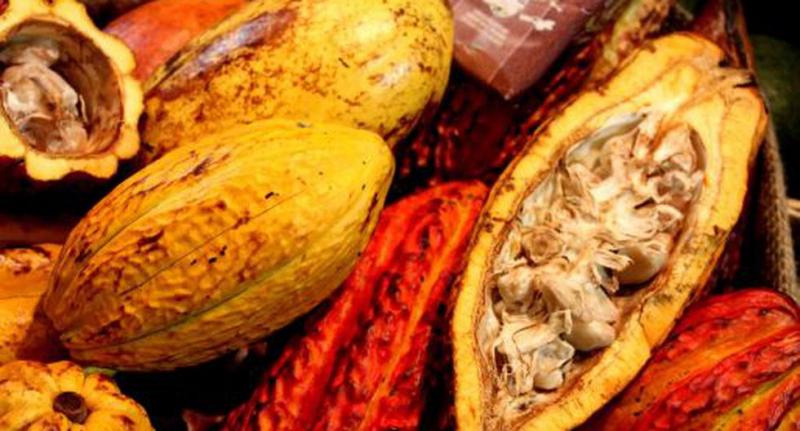 Crecen envíos de cacao peruano a Japón y China