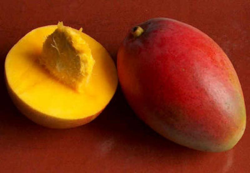 CRECERÍAN INGRESOS DE MANGO AL MERCADO MAYORISTA