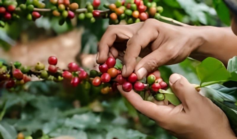 Creciente consumo mundial de café biodinámico abre oportunidades para productores peruanos