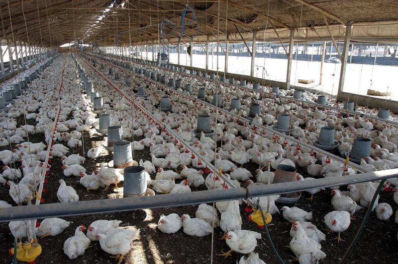 Crecimiento de la industria avícola está en América Latina