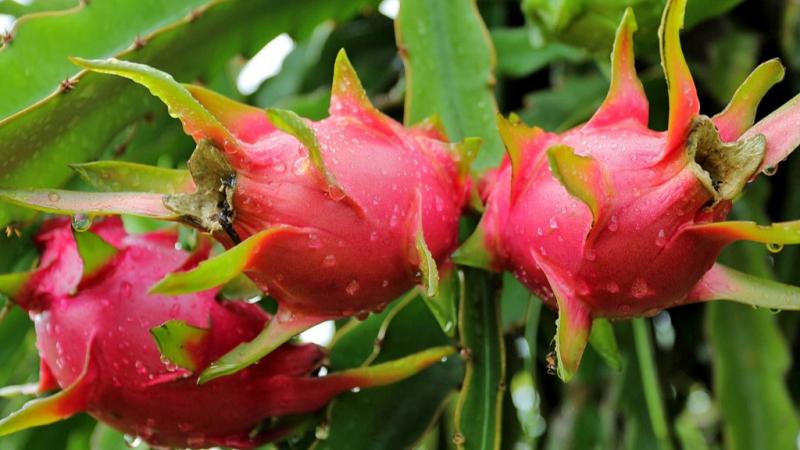 Crecimiento del negocio de la pitahaya peruana marca un futuro prometedor para la agricultura familiar y la gran empresa