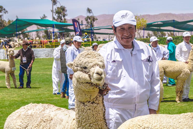 Criaderos de alpaca de Arequipa y Puno fortalecieron su capacidad productiva  y mejoraron calidad de la fibra