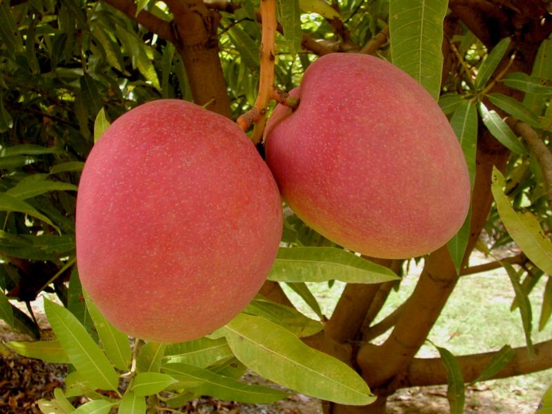 Crisis hídrica podría acabar con el 15% del mango piurano