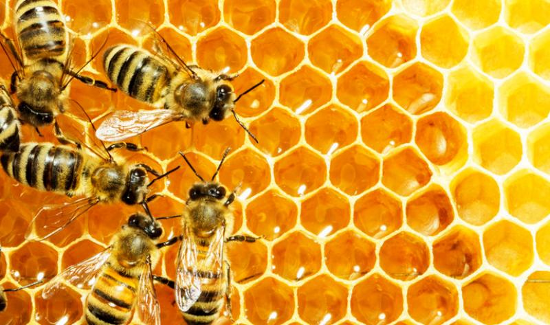 CropLife Latin America propone implementación de políticas para cuidar a las abejas