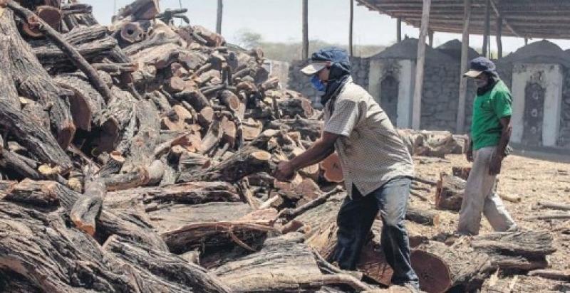Cuando el ‘boom’ del pollo a la brasa mata los bosques de algarrobo