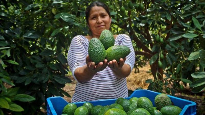 Cuatro regiones aportaron el 61.3% de la producción total de palta en marzo de 2026