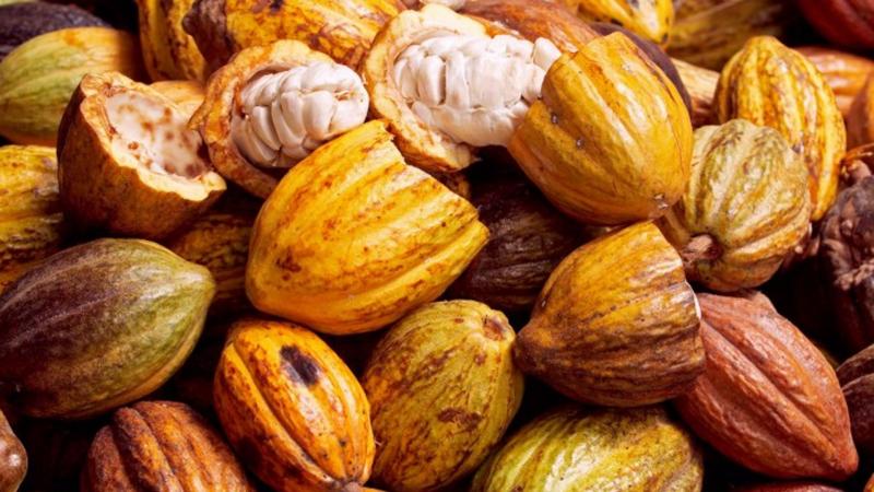 Cuatro variedades de cacao peruano contienen potenciales compuestos